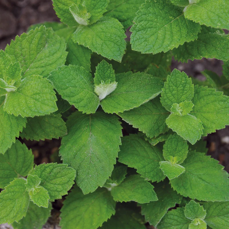 Mint Applemint Herb Seeds - Image 3