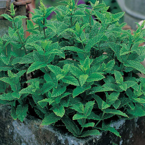 Mint Seeds - Image 3