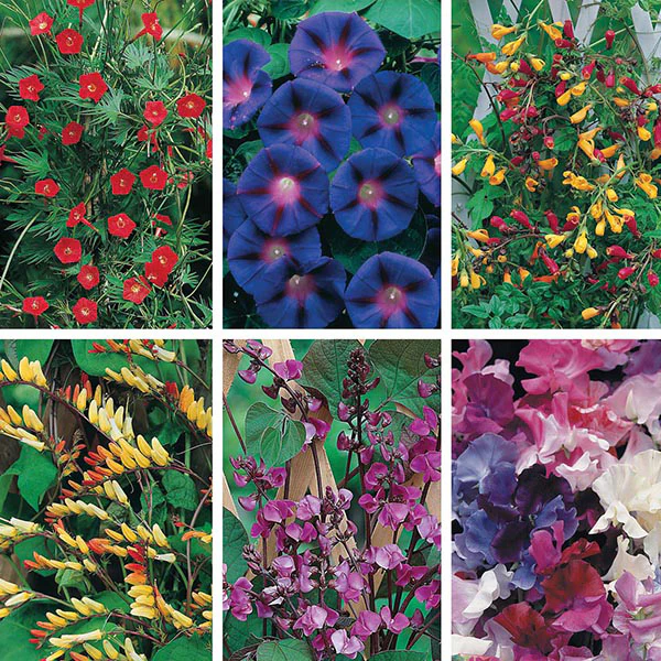 Mixed Climber Seed Collection - Image 3