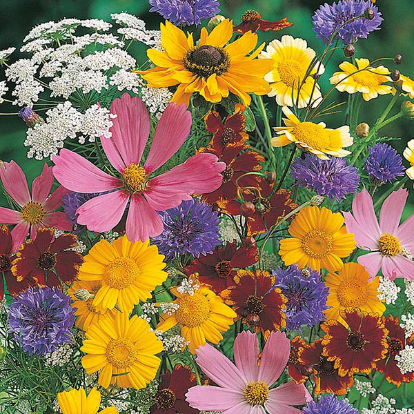 Mixed Wildlife Attracting Annuals - Image 3