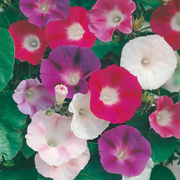 Morning Glory Choice Mixed - Image 3