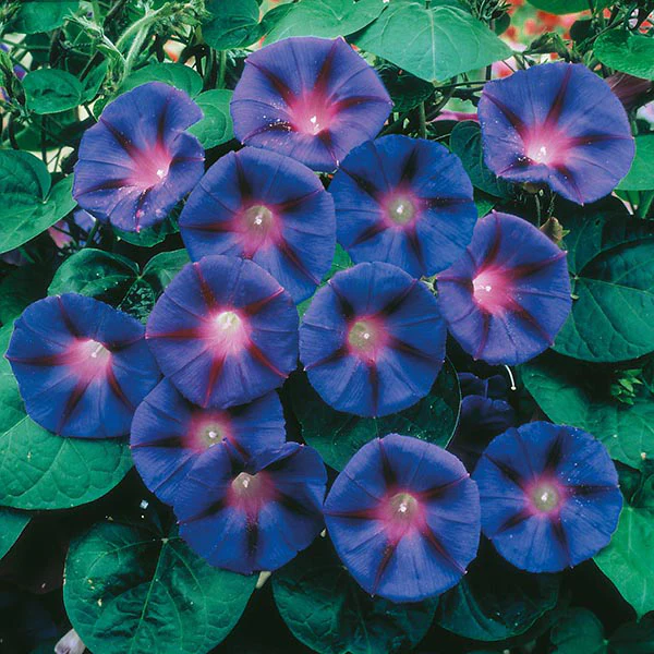 Morning Glory Grandpa Otts Seeds - Image 3