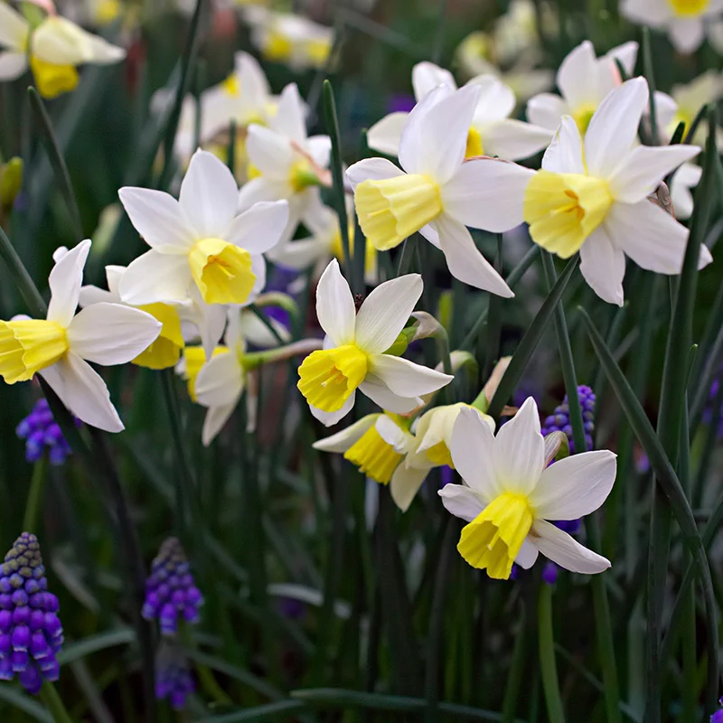 Narcissi Pot Collection - Image 2