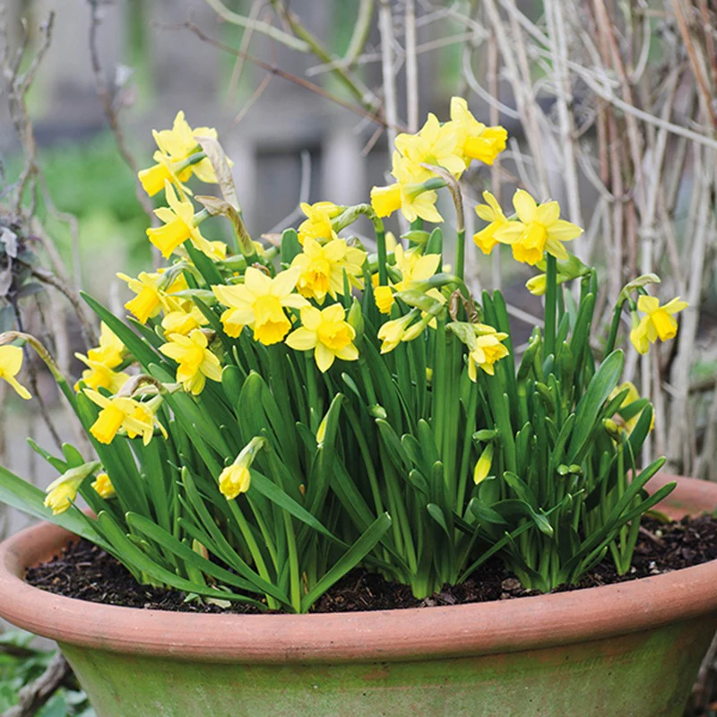 Narcissi Pot Collection - Image 3