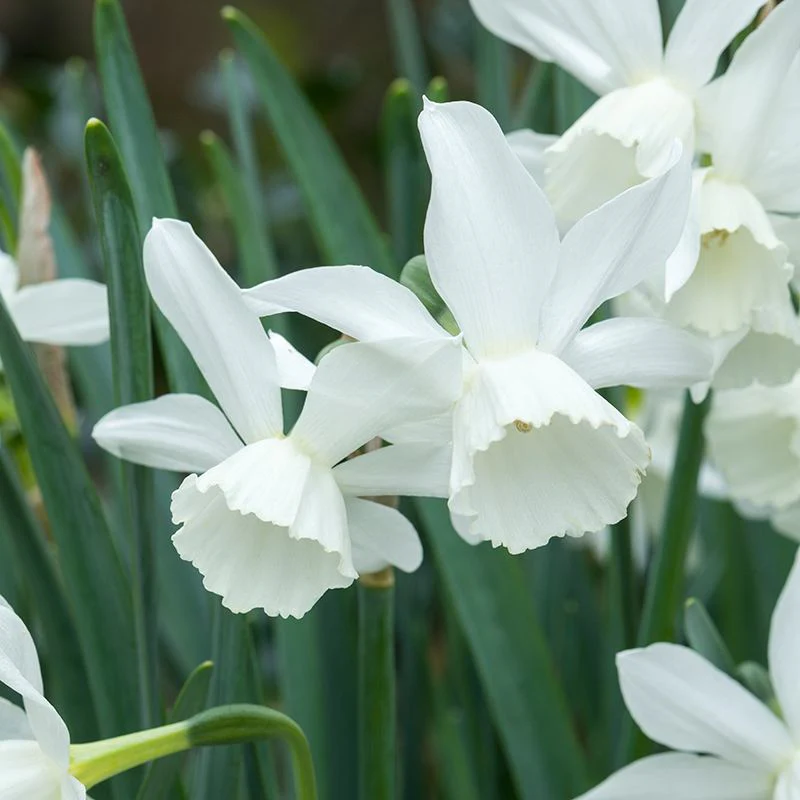 Narcissi Pot Collection - Image 4