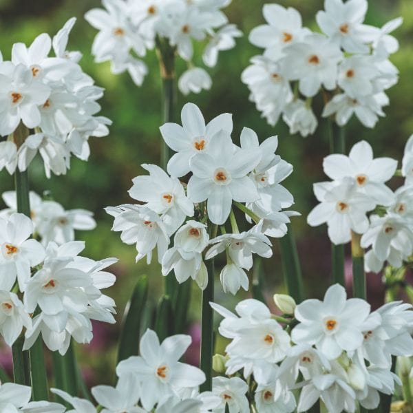 Narcissi Paperwhite Ziva Flower Bulbs - Image 2