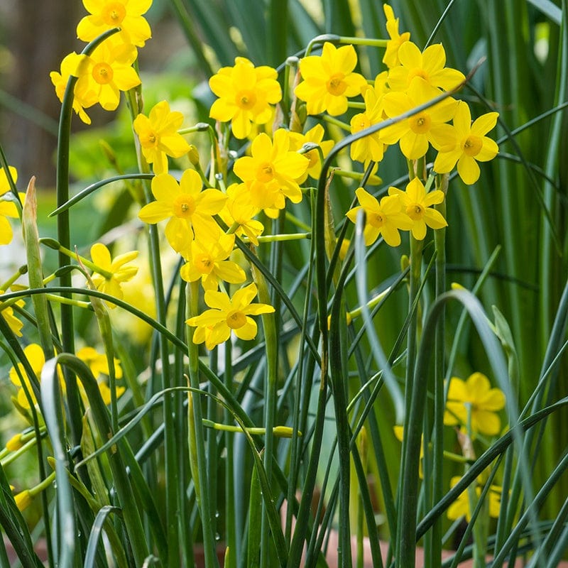 Narcissus Baby Moon (Jonquilla) Bulbs - Image 2