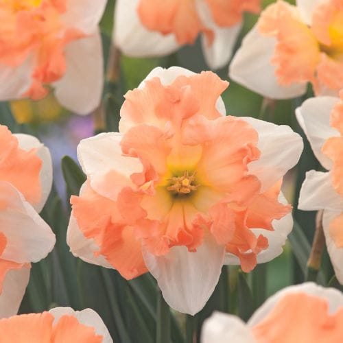 Narcissus Mariner Flower Bulbs - Image 2