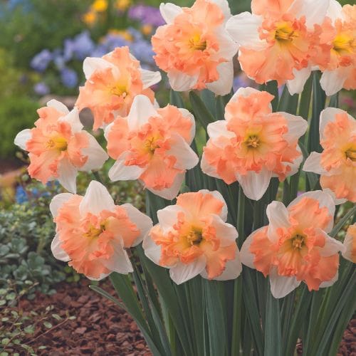 Narcissus Mariner Flower Bulbs - Image 3