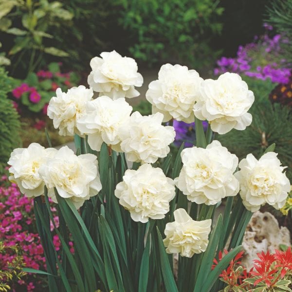 Narcissus Obdam Flower Bulbs - Image 2