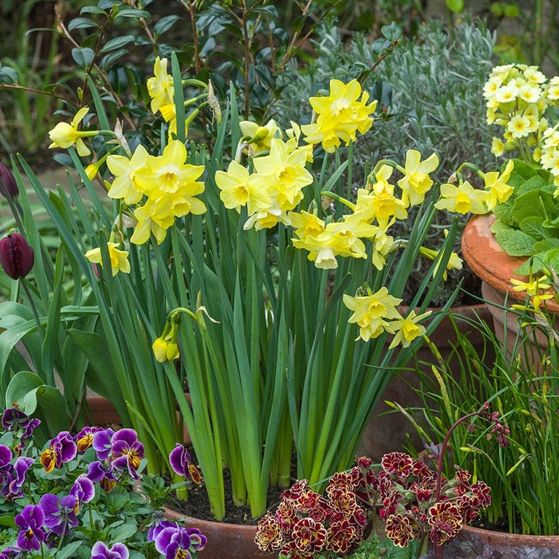Narcissus Pipit (Jonquilla) Flower Bulbs - Image 2