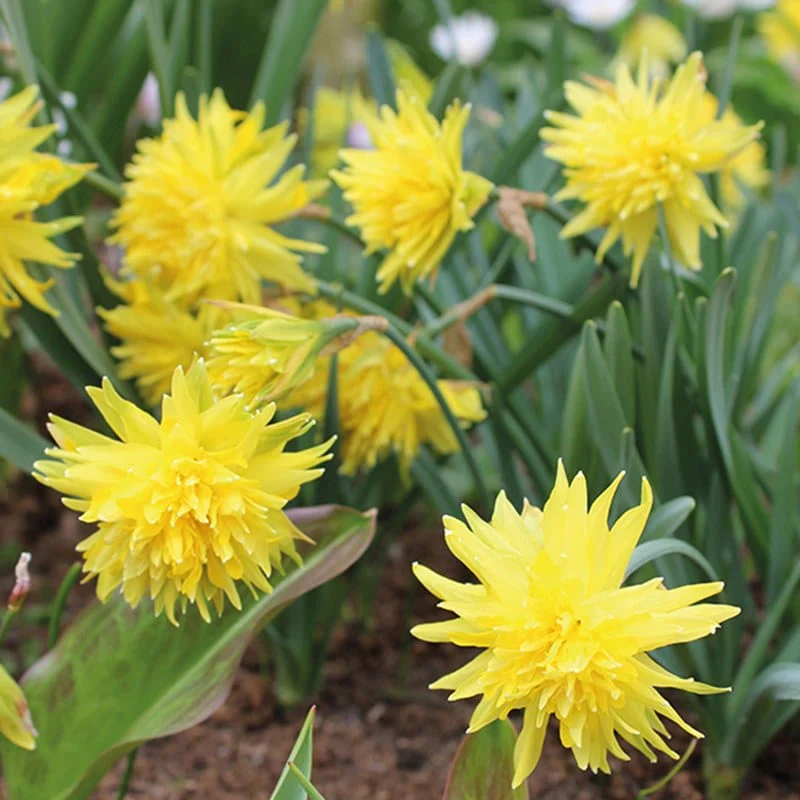Narcissus Rip van Winkle (Tazetta) Bulbs - Image 2