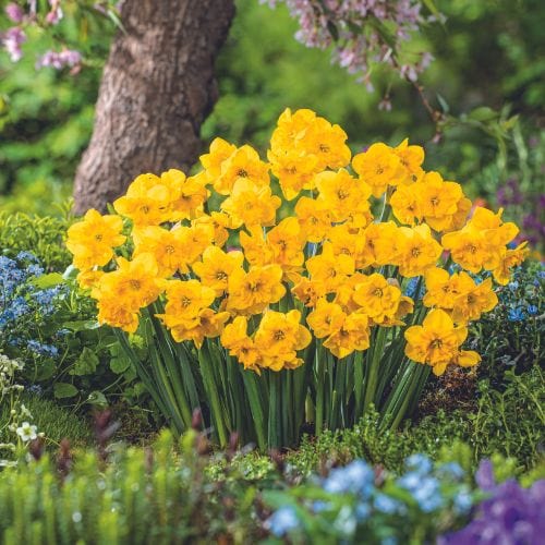 Narcissus Yellow Parrot - Image 2