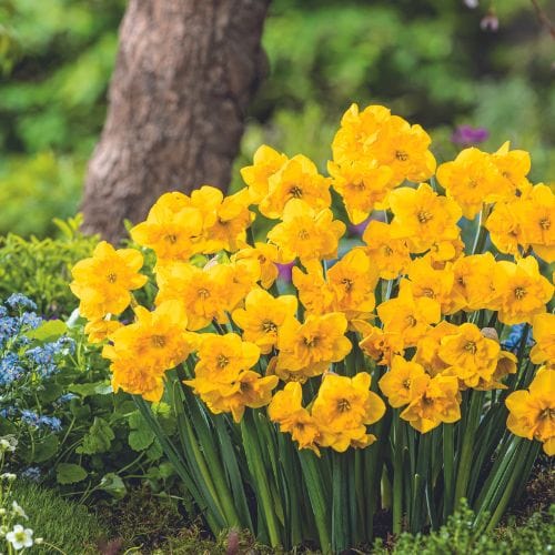 Narcissus Yellow Parrot - Image 3