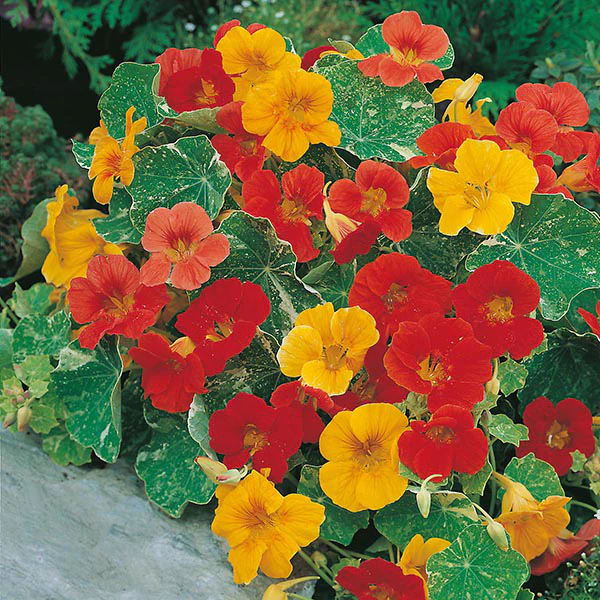 Nasturtium African Queen Seeds - Image 3