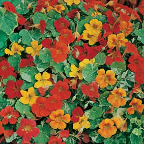 Nasturtium Alaska Mixed Seeds - Image 3