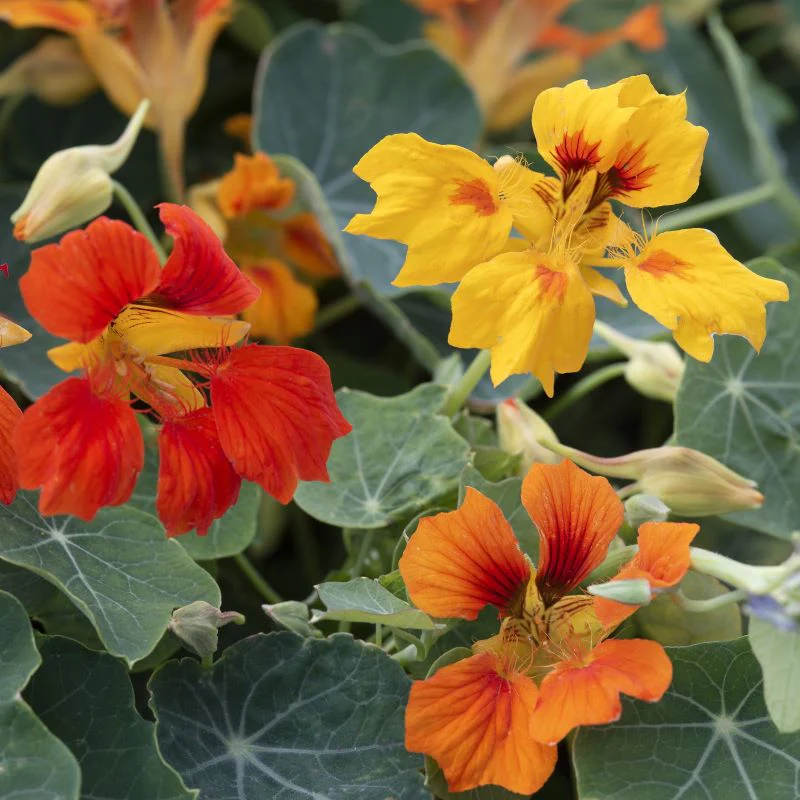 Nasturtium Arizona Mix Seeds - Image 3