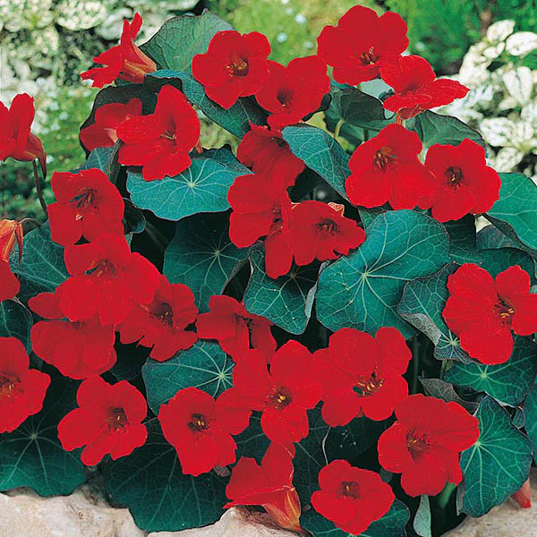 Nasturtium Empress of India Seeds - Image 3