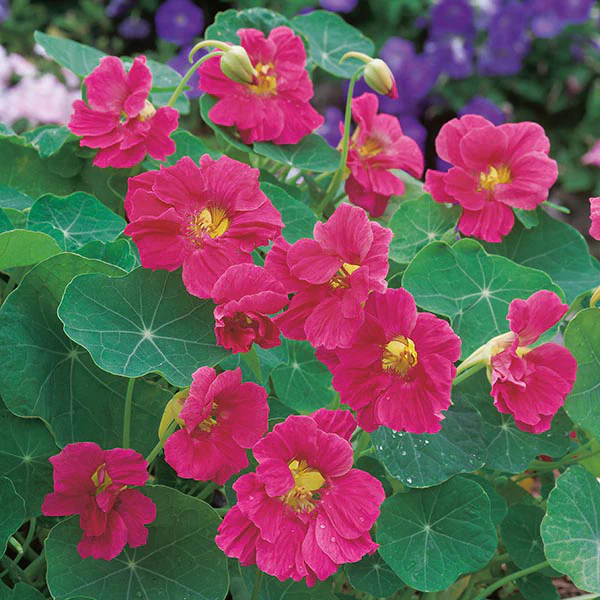 Nasturtium Jewel Cherry Rose Seeds - Image 3