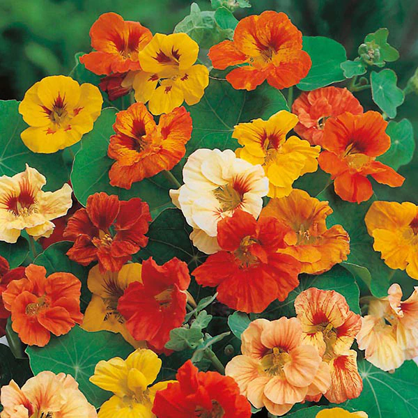 Nasturtium Jewel Mixed Seeds - Image 3