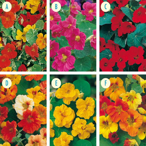 Nasturtium Seed Collection - Image 4