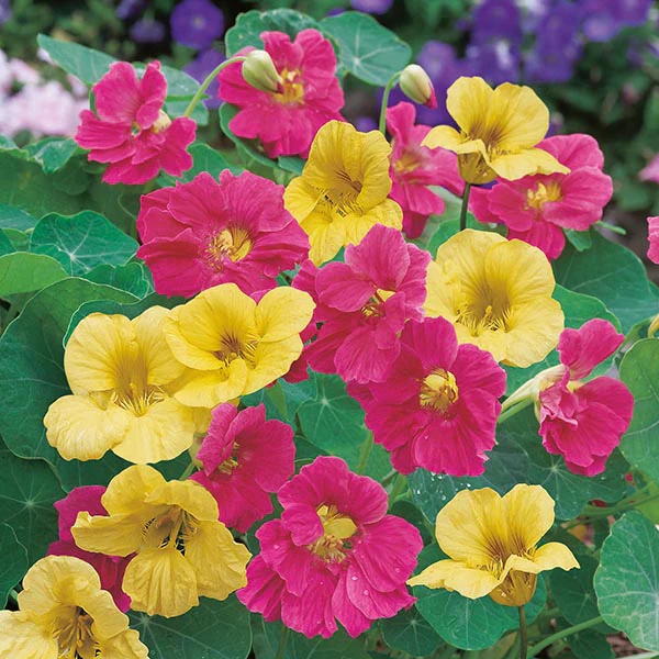 Nasturtium Summer Carousel Seeds - Image 3