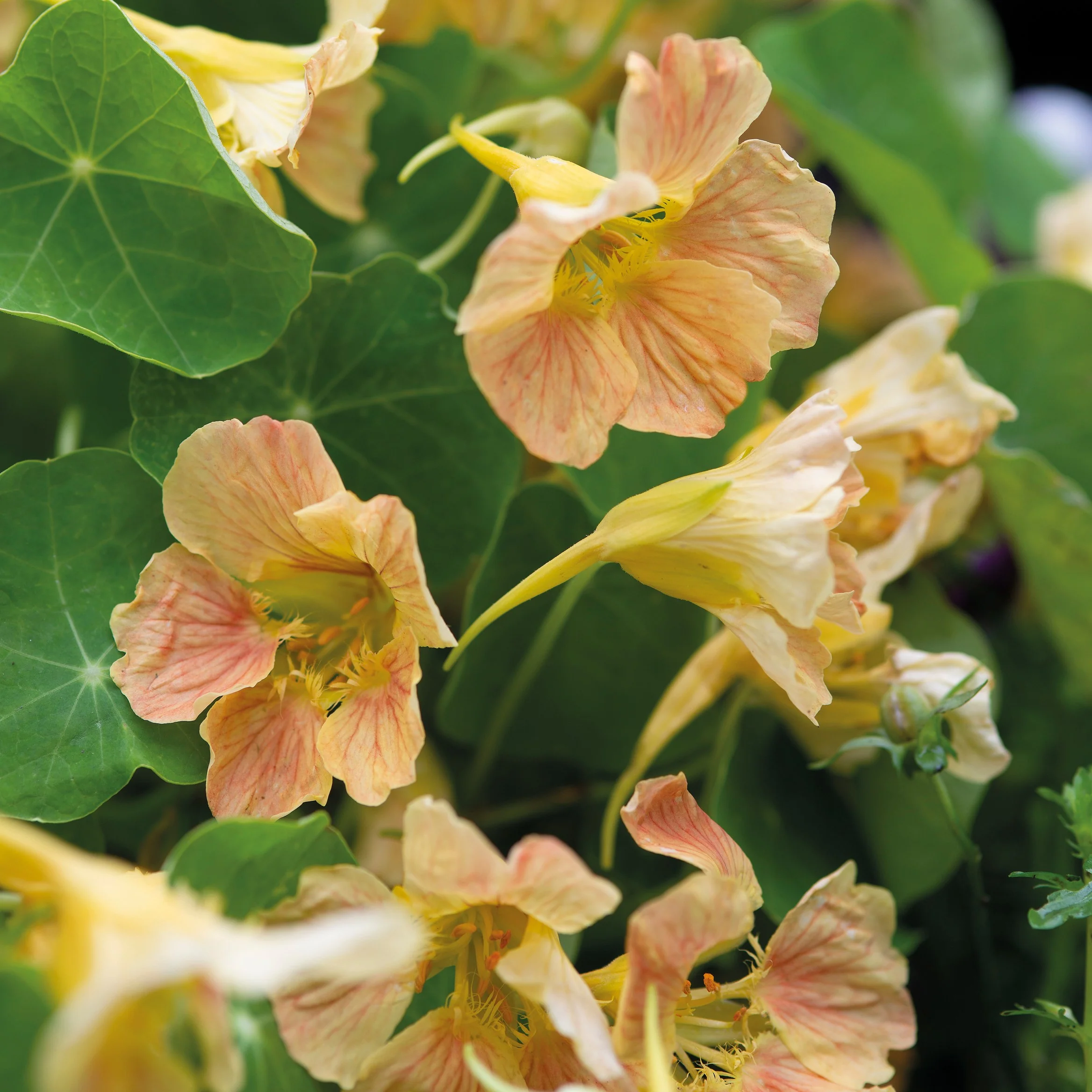 Nasturtium Tip Top Pink Blush Seeds - Image 3