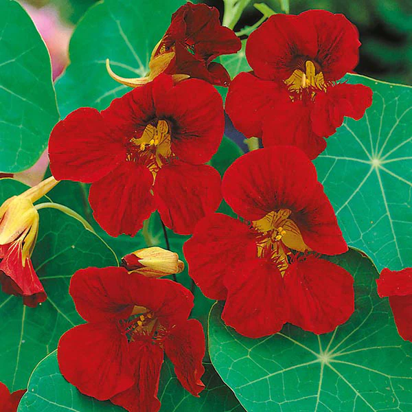 Nasturtium Tip Top Velvet Seeds - Image 3