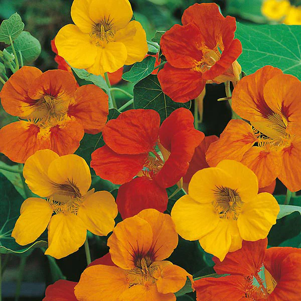 Nasturtium Tom Thumb Seeds - Image 3