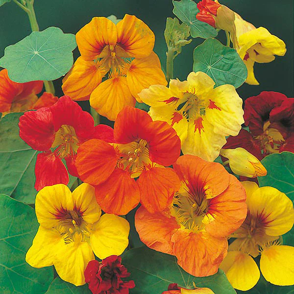 Nasturtium Trailing Mixed Seeds - Image 3