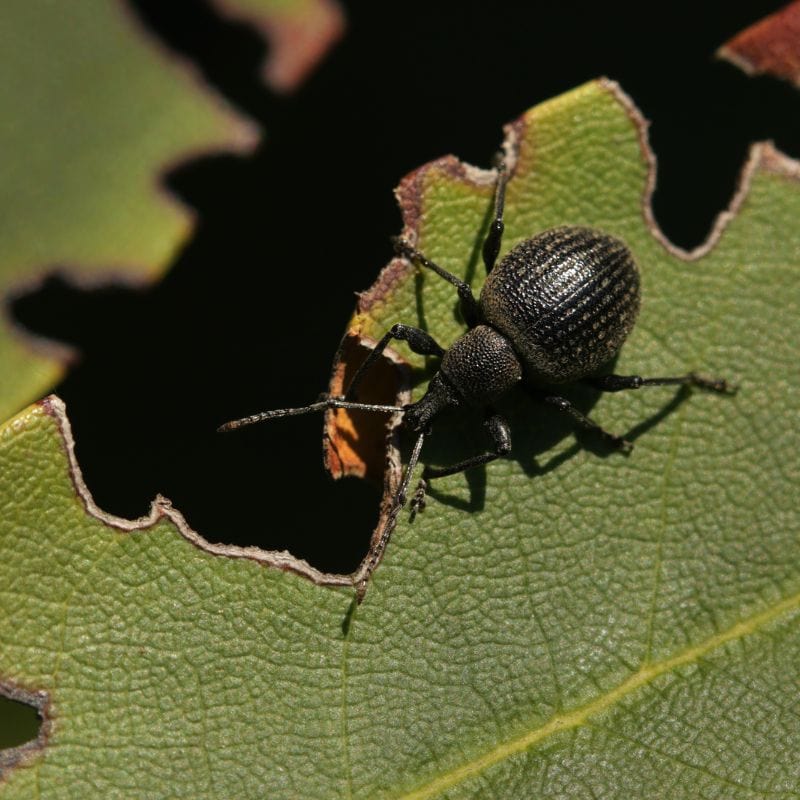 NemaKnights™ Nematodes All Purpose Biological Chafer Grub and Vine Weevil Control - Image 2