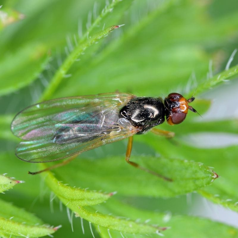 NemaKnights™ Nematodes Biological Fungus Gnat, Thrips and Root Aphid Control - Image 6