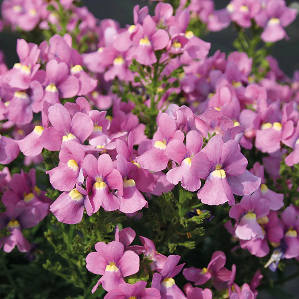Nemesia Karoo Flower Plant Collection - Image 2