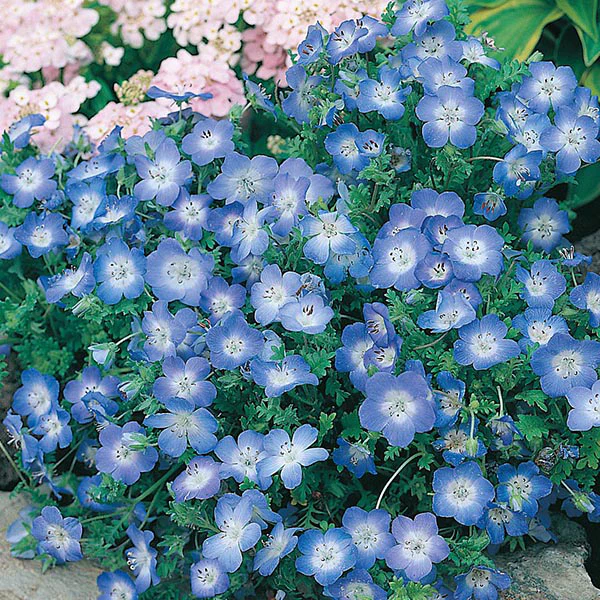 Nemophila Baby Blue Eyes - Image 3