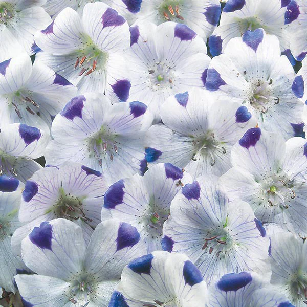 Nemophila Five Spot - Image 3
