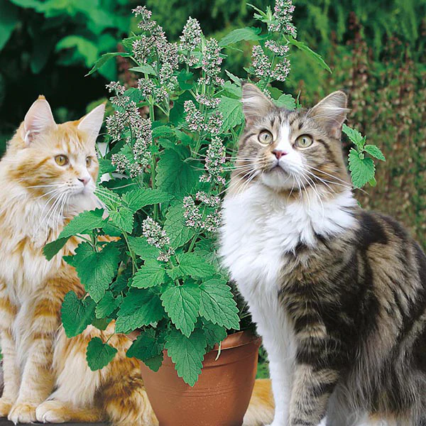 Nepeta Catnip Seeds - Image 3