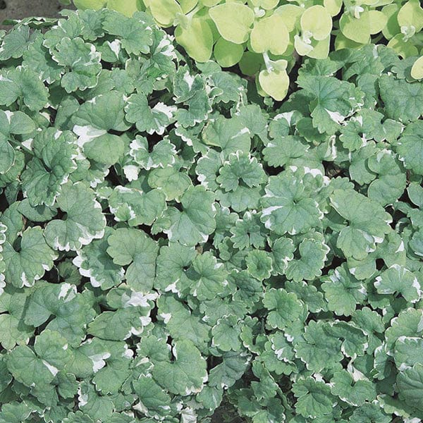 Nepeta Variegata - 15 Young Plants