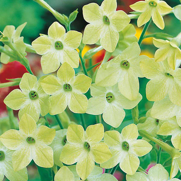 Nicotiana Lime Green Seeds - Image 3