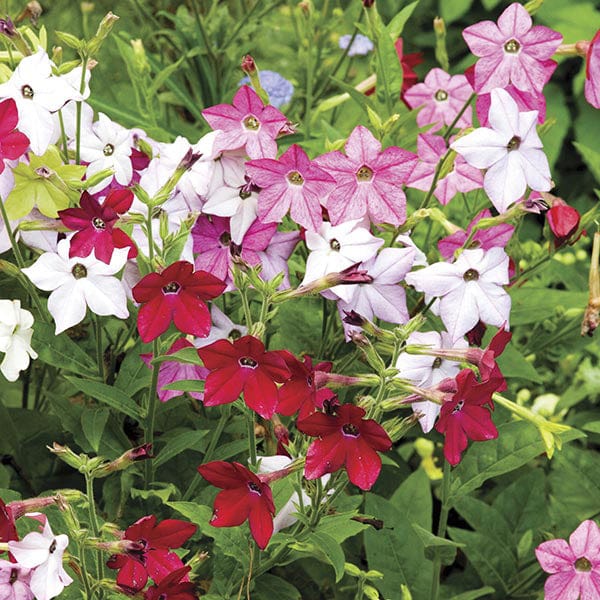 Nicotiana Perfume Mixed F1 - Image 2