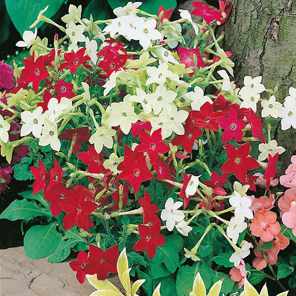 Nicotiana Roulette Mixed F2 Seeds - Image 3