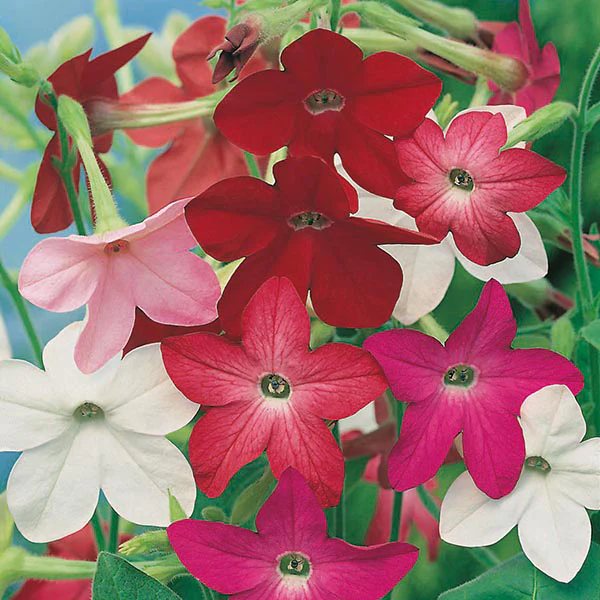 Nicotiana Sensation Mixed Seeds - Image 3