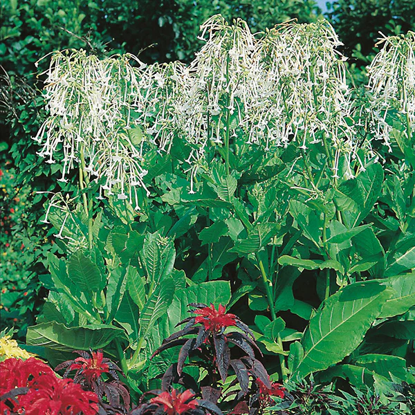 Nicotiana sylvestris Seeds - Image 3