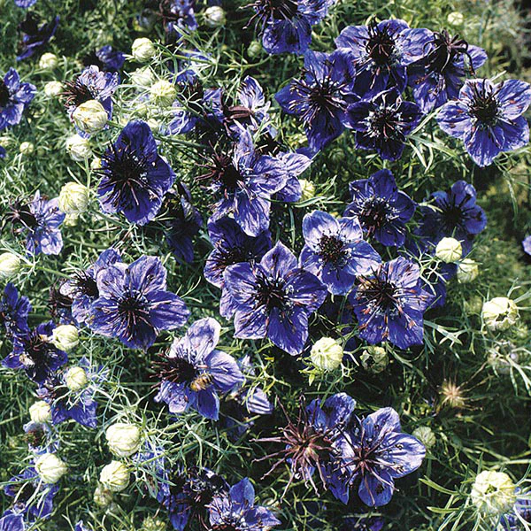 Nigella Midnight - Image 3