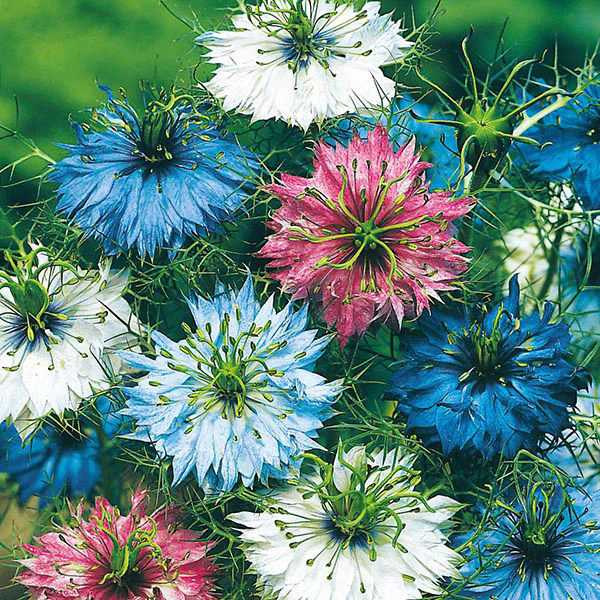 Nigella Persian Jewels Seeds - Image 3