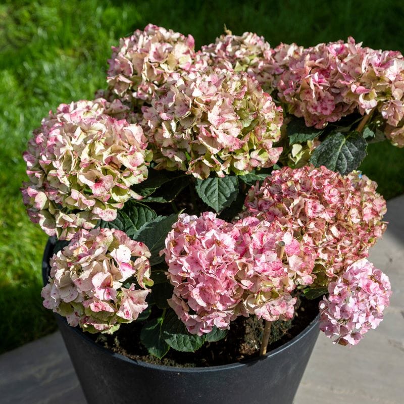 Octavia Recycled and Unbreakable Plant Pot 38cm Slate - Image 5