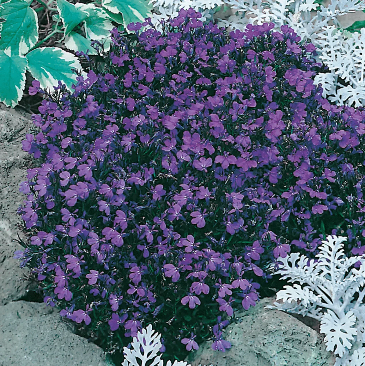 Oh Sow Simple - LOBELIA Blue Seeds - Image 3