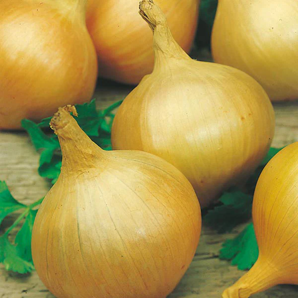 Onion Bedfordshire Champion Seeds - Image 3