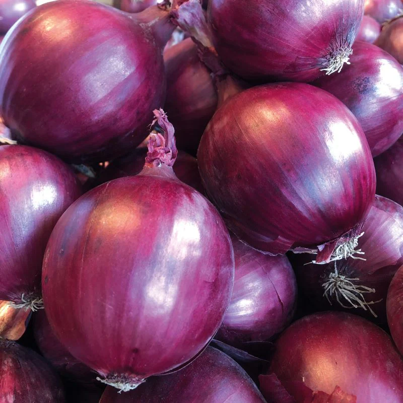 Onion Red Flash F1 Seeds - Image 3