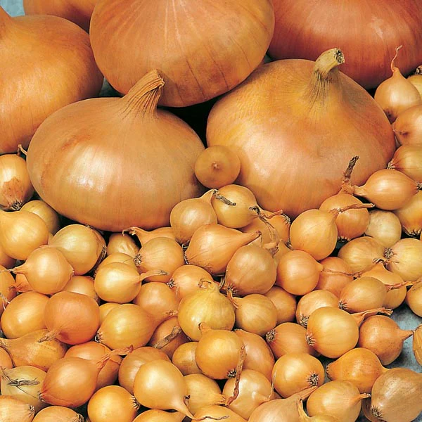 Onion, Shallot and Garlic Collection - Image 4