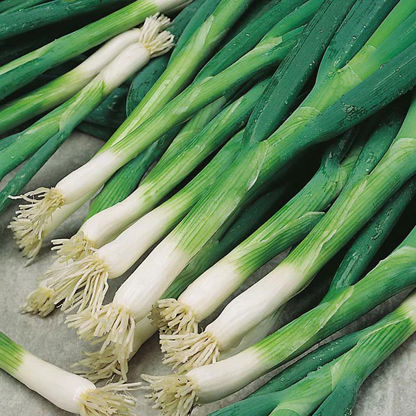 Onion (Spring) Evergreen Bunching Seeds - Image 3